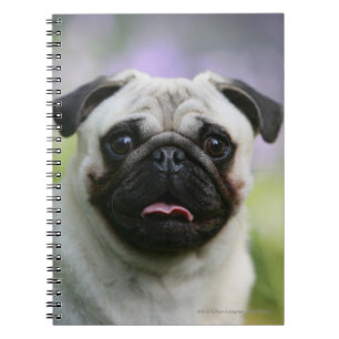 Fawn Pug on Alert Notitieboek