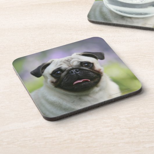 Fawn Pug on Alert Onderzetter (Linkerzijde)