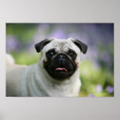 Fawn Pug on Alert Poster (Voorkant)