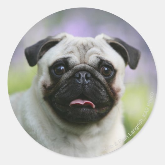 Fawn Pug on Alert Ronde Sticker (Voorkant)