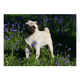 Fawn Pug Permanent in de Bluebells
