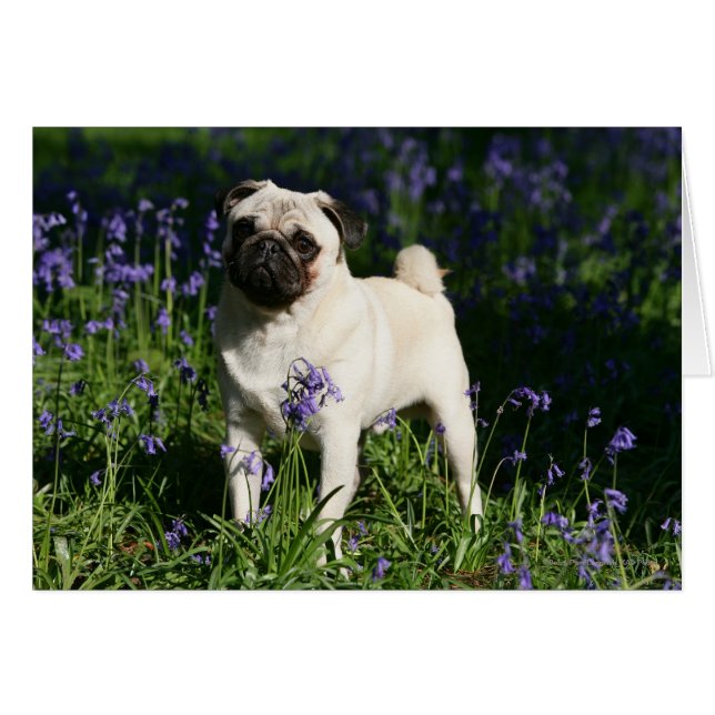 Fawn Pug Permanent in de Bluebells (Voorkant Horizontaal)