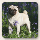 Fawn Pug Permanent in de Bluebells Bier Onderzetter (Voorkant)