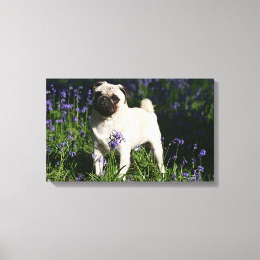 Fawn Pug Permanent in de Bluebells Canvas Afdruk (Voorkant)