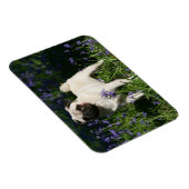 Fawn Pug Permanent in de Bluebells Magneet (Rechterzijde)