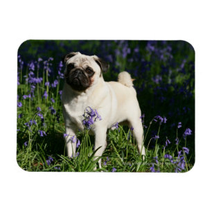 Fawn Pug Permanent in de Bluebells Magneet