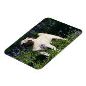 Fawn Pug Permanent in de Bluebells Magneet (Linkerzijde)