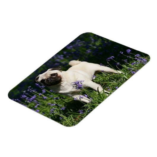 Fawn Pug Permanent in de Bluebells Magneet (Linkerzijde)