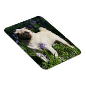 Fawn Pug Permanent in de Bluebells Magneet (Rechterzijde)