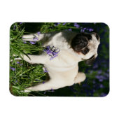 Fawn Pug Permanent in de Bluebells Magneet (Horizontaal)
