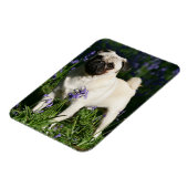 Fawn Pug Permanent in de Bluebells Magneet (Linkerzijde)