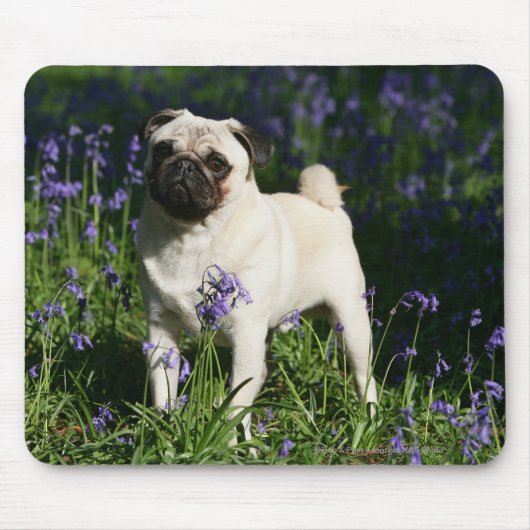 Fawn Pug Permanent in de Bluebells Muismat (Voorkant)