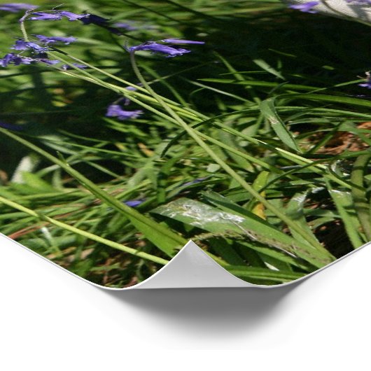 Fawn Pug Permanent in de Bluebells Poster (Hoek)