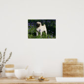 Fawn Pug Permanent in de Bluebells Poster (Keuken)
