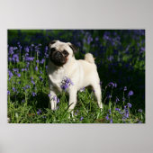 Fawn Pug Permanent in de Bluebells Poster (Voorkant)