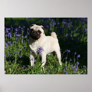 Fawn Pug Permanent in de Bluebells Poster