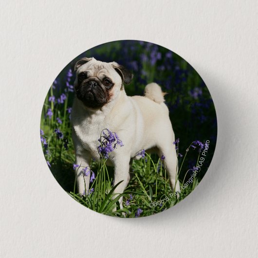 Fawn Pug Permanent in de Bluebells Ronde Button 5,7 Cm (Voorkant)