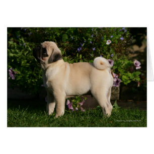 Fawn Pug Profile