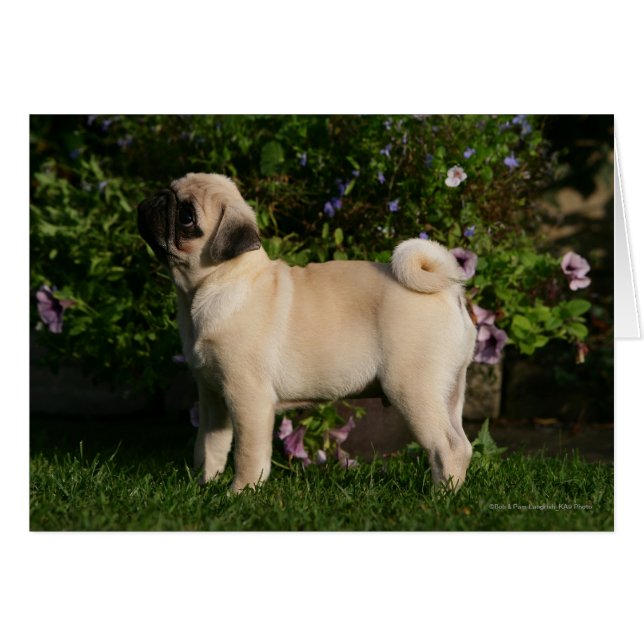 Fawn Pug Profile (Voorkant Horizontaal)