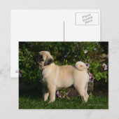 Fawn Pug Profile Briefkaart (Voorkant / Achterkant)