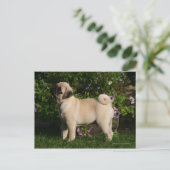 Fawn Pug Profile Briefkaart (Staand voorkant)