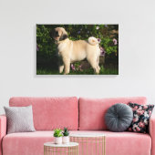Fawn Pug Profile Canvas Afdruk (Insitu (Woonkamer))