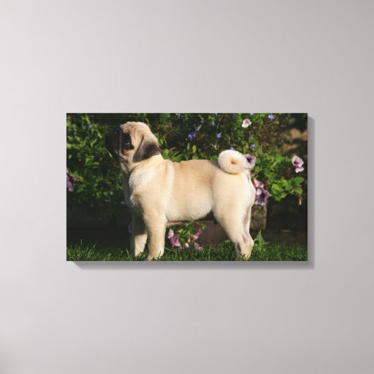 Fawn Pug Profile Canvas Afdruk (Voorkant)