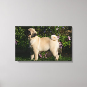 Fawn Pug Profile Canvas Afdruk