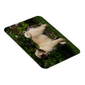 Fawn Pug Profile Magneet (Rechterzijde)
