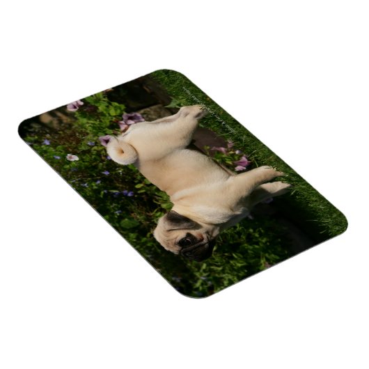 Fawn Pug Profile Magneet (Rechterzijde)