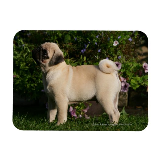 Fawn Pug Profile Magneet (Horizontaal)