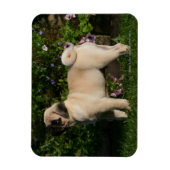 Fawn Pug Profile Magneet (Verticaal)