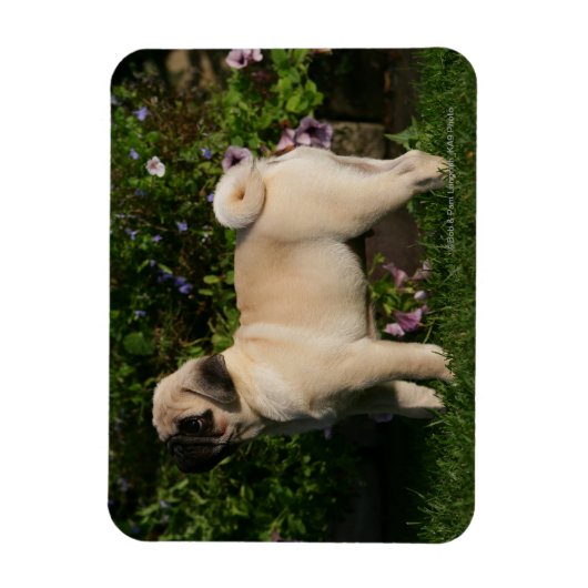 Fawn Pug Profile Magneet (Verticaal)