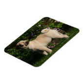 Fawn Pug Profile Magneet (Linkerzijde)
