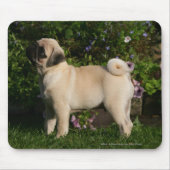 Fawn Pug Profile Muismat (Voorkant)