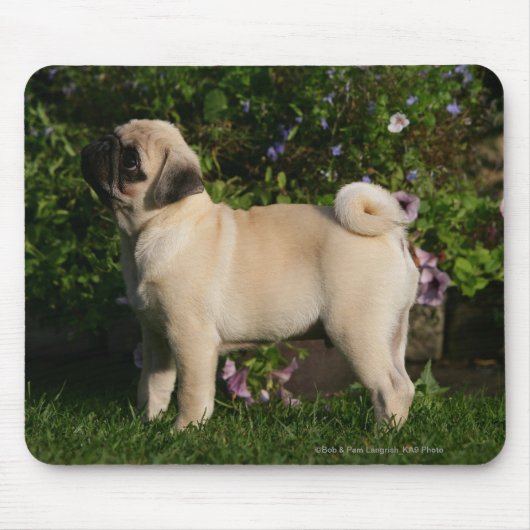 Fawn Pug Profile Muismat (Voorkant)
