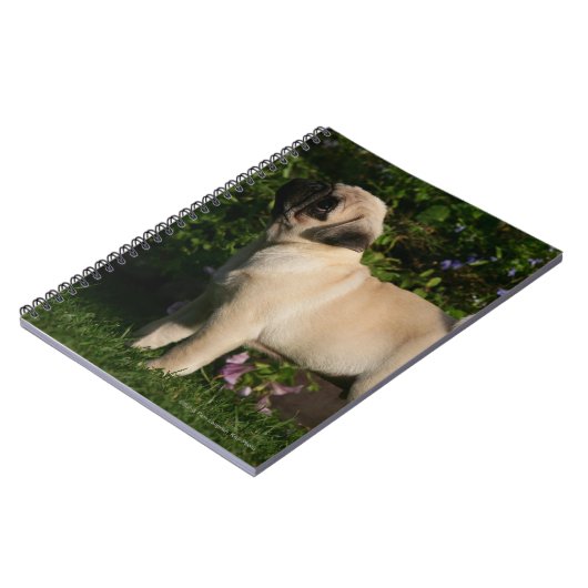 Fawn Pug Profile Notitieboek (Linkerzijde)