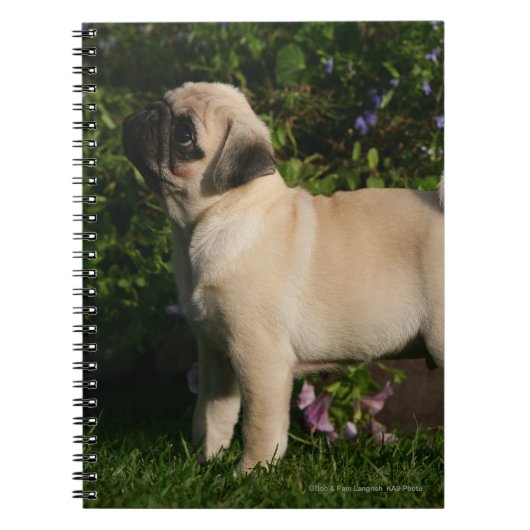 Fawn Pug Profile Notitieboek (Voorkant)
