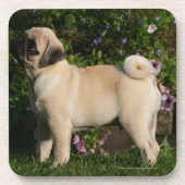 Fawn Pug Profile Onderzetter (Voorkant)