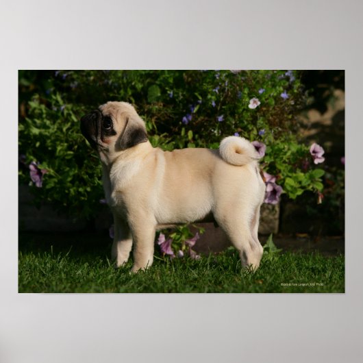 Fawn Pug Profile Poster (Voorkant)