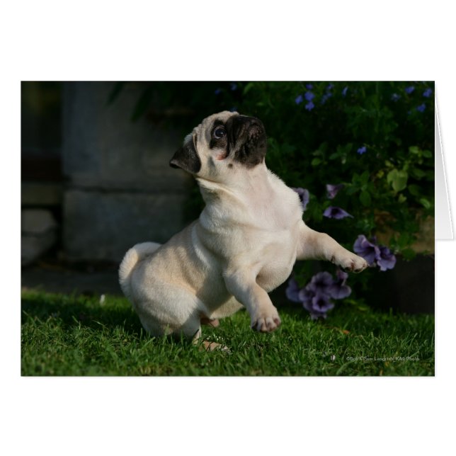 Fawn Pug Puppy (Voorkant Horizontaal)