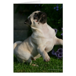 Fawn Pug Puppy