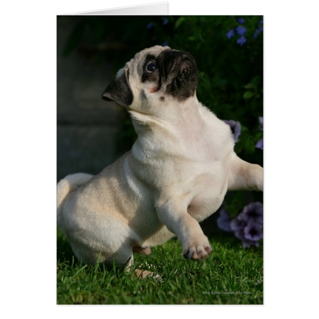 Fawn Pug Puppy (Voorkant)