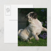 Fawn Pug Puppy Briefkaart (Voorkant / Achterkant)