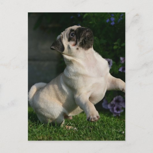Fawn Pug Puppy Briefkaart (Voorkant)