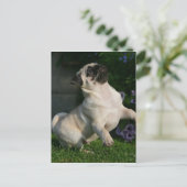 Fawn Pug Puppy Briefkaart (Staand voorkant)