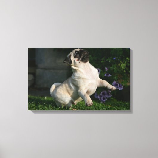 Fawn Pug Puppy Canvas Afdruk (Voorkant)