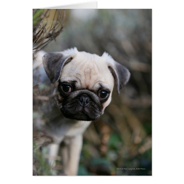 Fawn Pug Puppy Headshot (Voorkant)