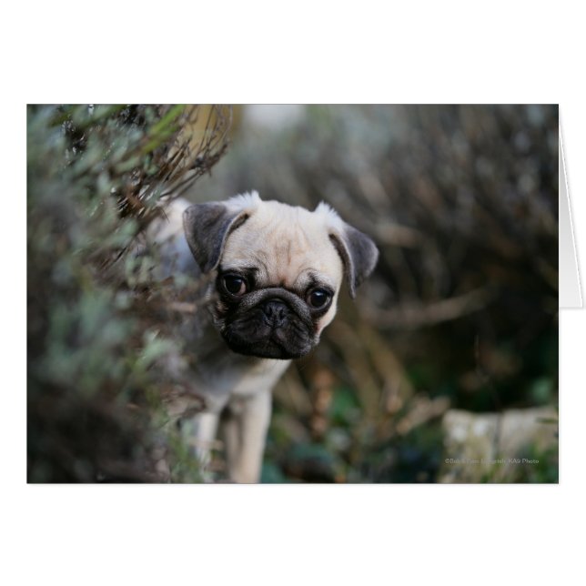 Fawn Pug Puppy Headshot (Voorkant Horizontaal)