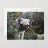 Fawn Pug Puppy Headshot Briefkaart (Voorkant / Achterkant)